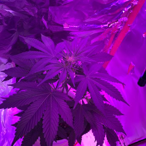 Sadie growlog timeline photo