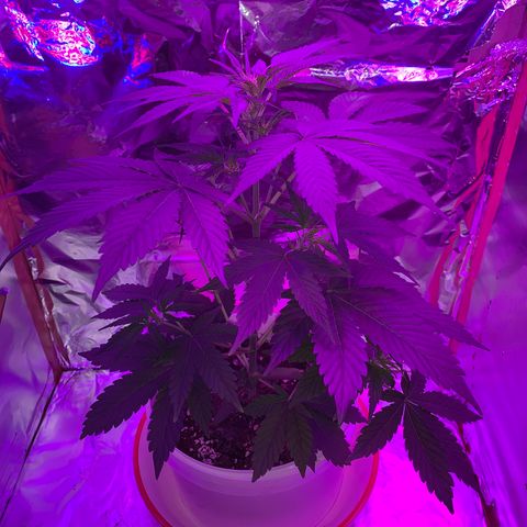 Sadie growlog timeline photo