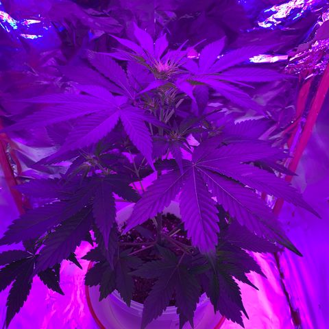 Sadie growlog timeline photo