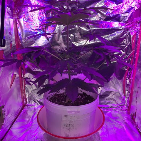 Sadie growlog timeline photo