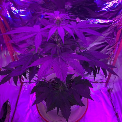 Sadie growlog timeline photo