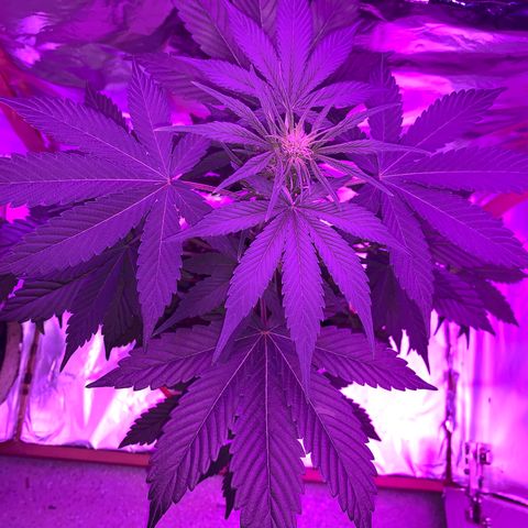 Sadie growlog timeline photo