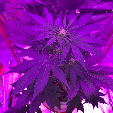 Sadie growlog timeline photo