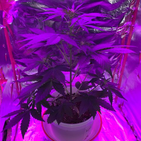 Sadie growlog timeline photo