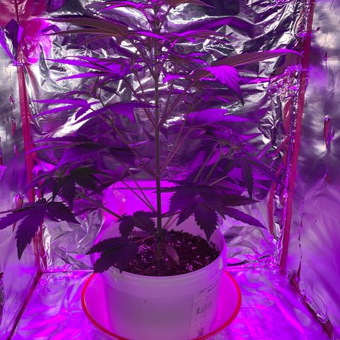 Sadie growlog timeline photo