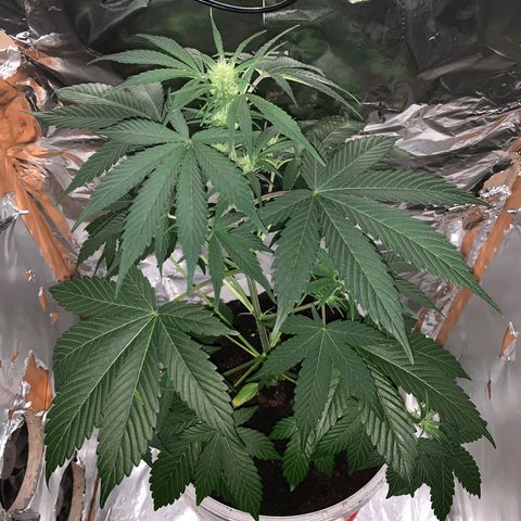 Sadie growlog timeline photo