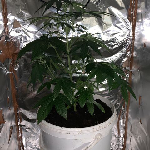 Sadie growlog timeline photo