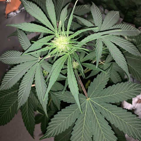 Sadie growlog timeline photo