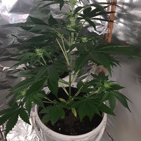 Sadie growlog timeline photo