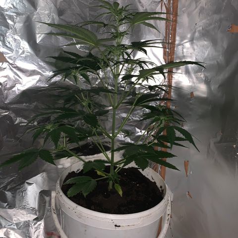 Sadie growlog timeline photo