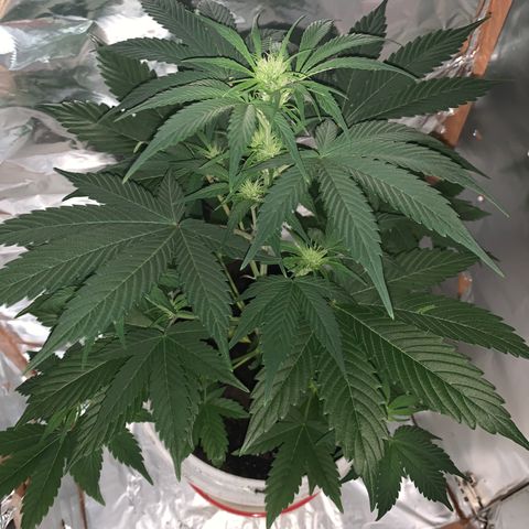 Sadie growlog timeline photo