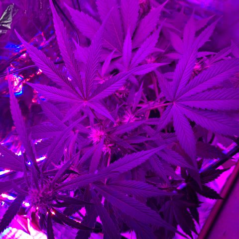Sadie growlog timeline photo