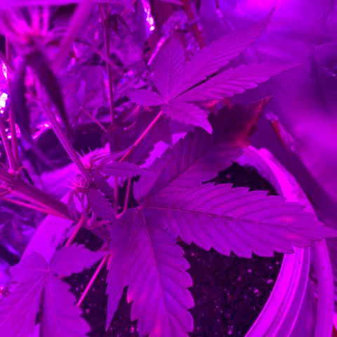 Sadie growlog timeline photo