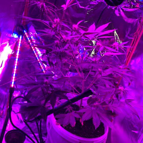 Sadie growlog timeline photo