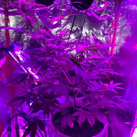 Sadie growlog timeline photo