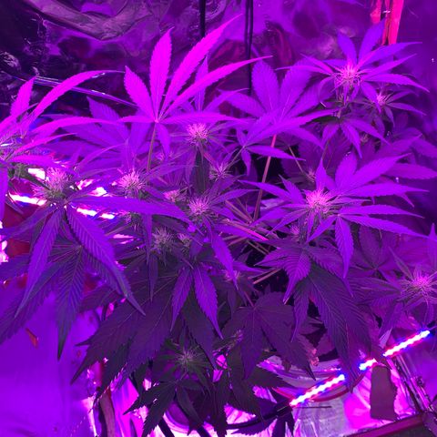 Sadie growlog timeline photo