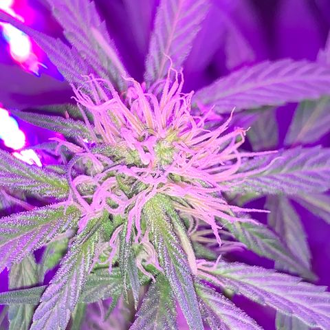 Sadie growlog timeline photo