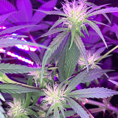 Sadie growlog timeline photo