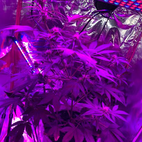 Sadie growlog timeline photo