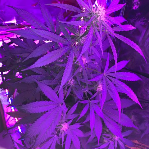 Sadie growlog timeline photo