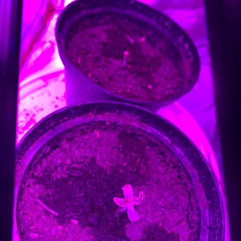Brata Kauc growlog timeline photo