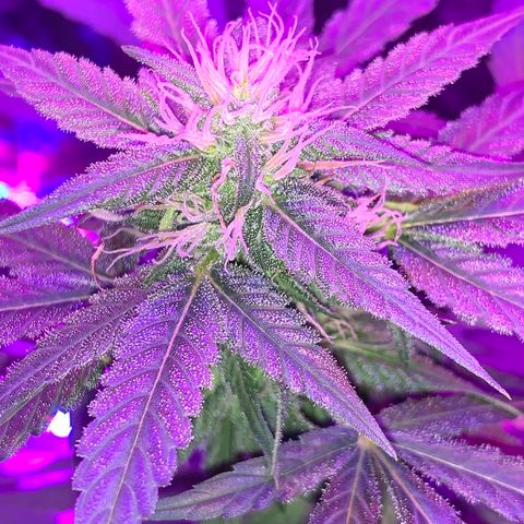 Sadie growlog timeline photo