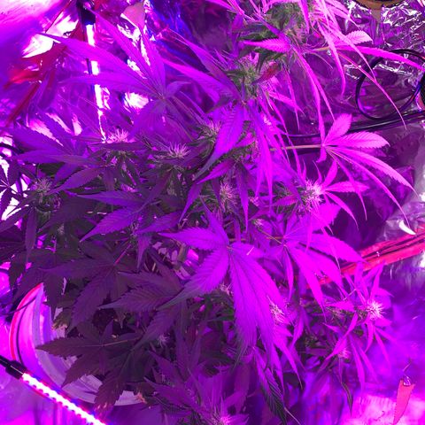 Sadie growlog timeline photo