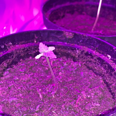 Brata Kauc growlog timeline photo