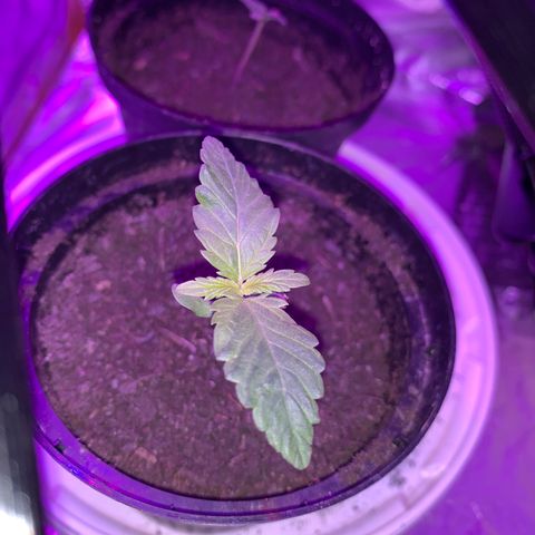 Brata Kauc growlog timeline photo