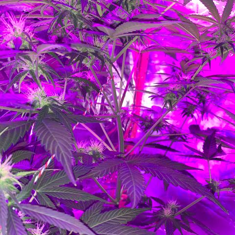 Sadie growlog timeline photo