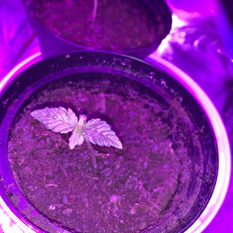 Brata Kauc growlog timeline photo