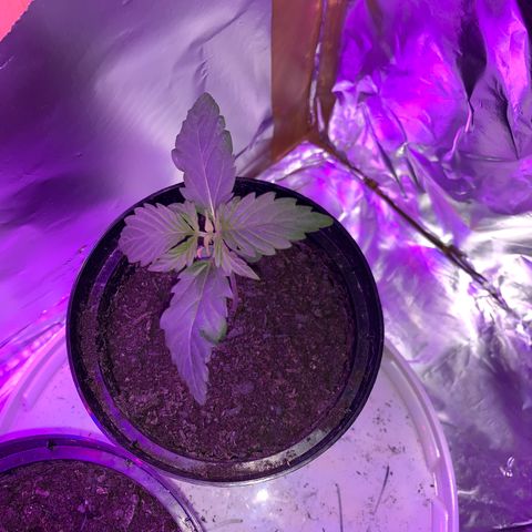 Brata Kauc growlog timeline photo