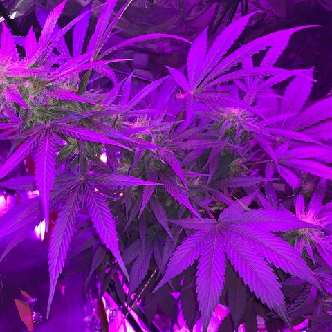 Sadie growlog timeline photo