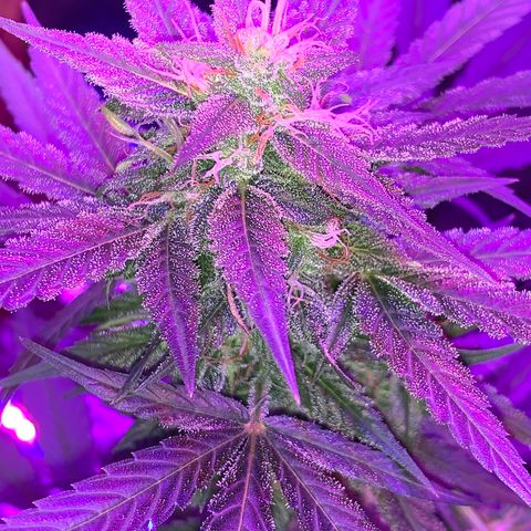 Sadie growlog timeline photo