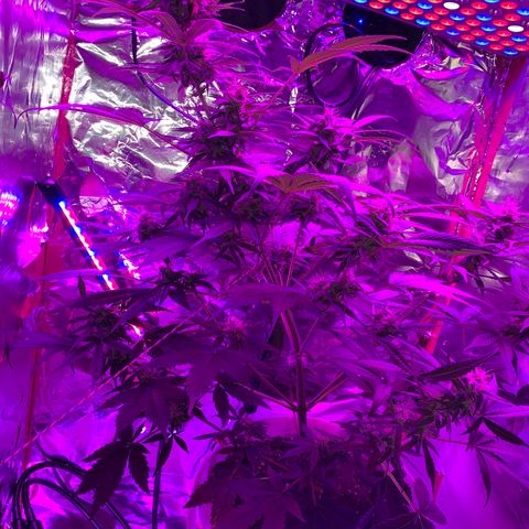 Sadie growlog timeline photo