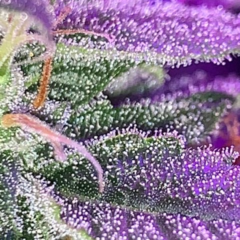 Sadie growlog timeline photo