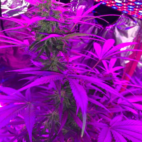 Sadie growlog timeline photo