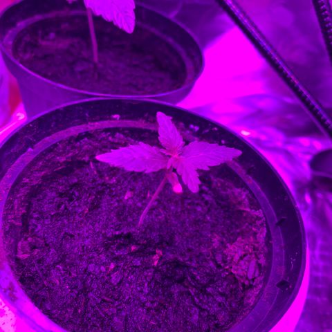 Brata Kauc growlog timeline photo