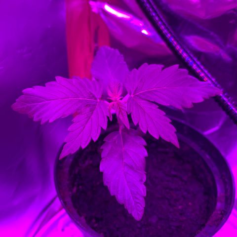Brata Kauc growlog timeline photo