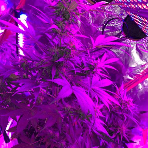 Sadie growlog timeline photo