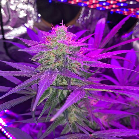 Sadie growlog timeline photo