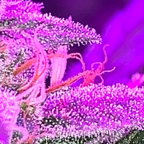Sadie growlog timeline photo