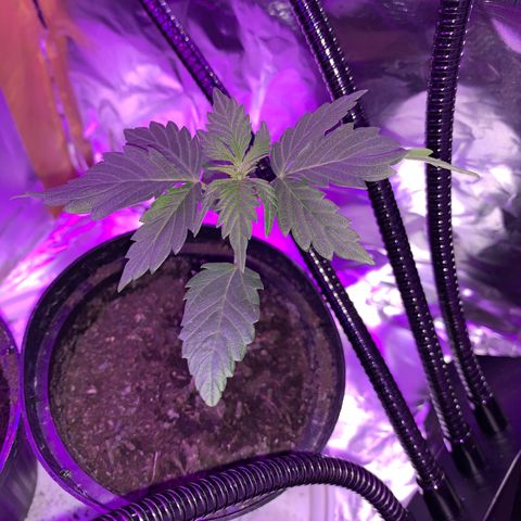 Brata Kauc growlog timeline photo
