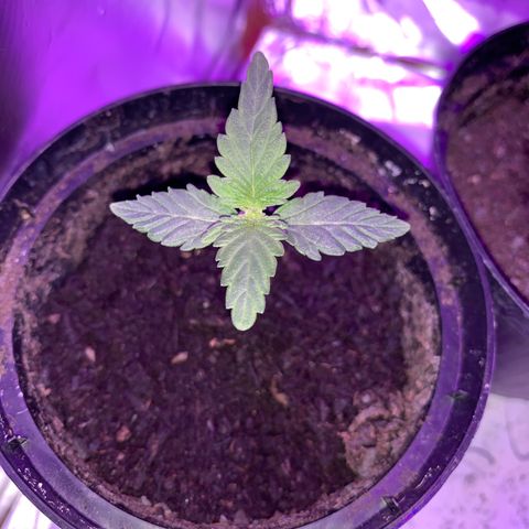 Brata Kauc growlog timeline photo