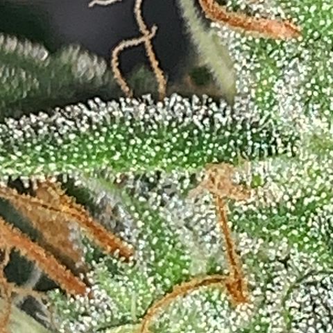 Sadie growlog timeline photo