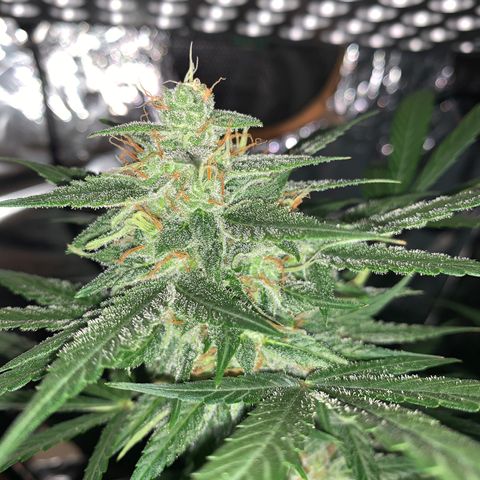 Sadie growlog timeline photo