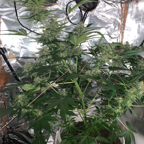 Sadie growlog timeline photo