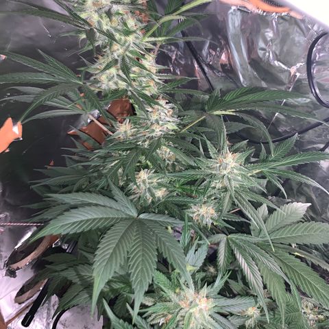 Sadie growlog timeline photo