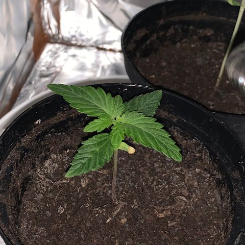 Brata Kauc growlog timeline photo