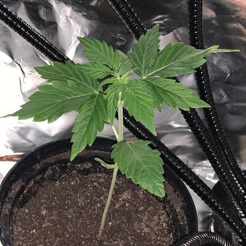 Brata Kauc growlog timeline photo